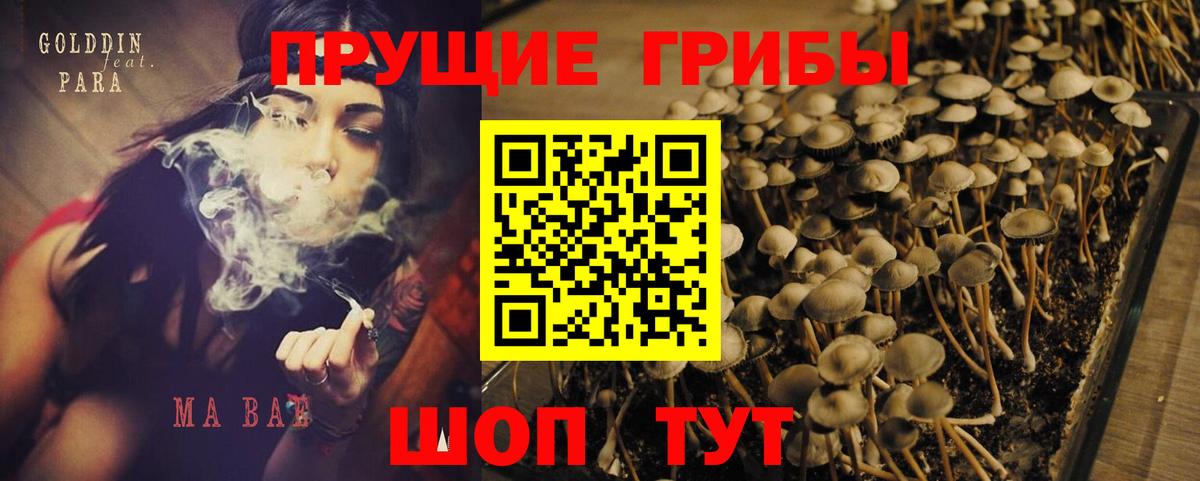 Красноперекопск  Галлюциногенные грибы Psilocybe  Вход с VPN 